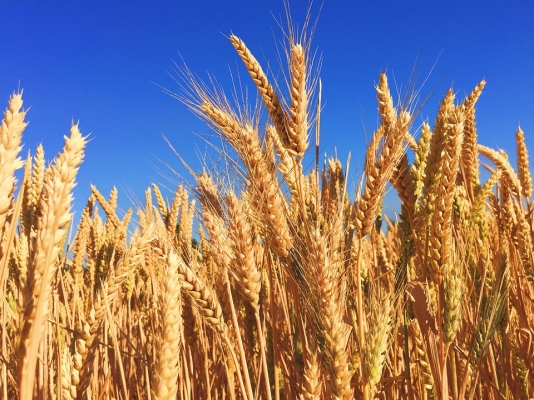 Kanak (Wheat)